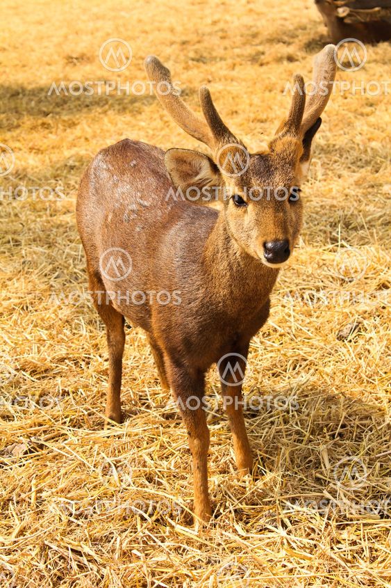 An adorable image of a young fawn.