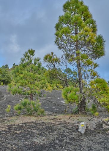 Environment, ground and tree outdoor in nature of Spain...