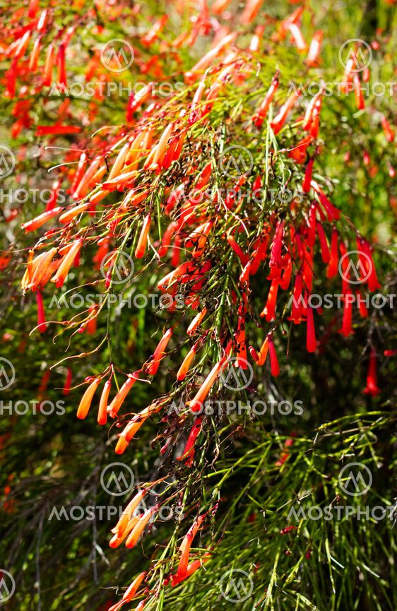 Close up of flowers