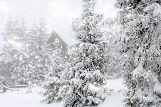 Frost covered pine trees in snow
