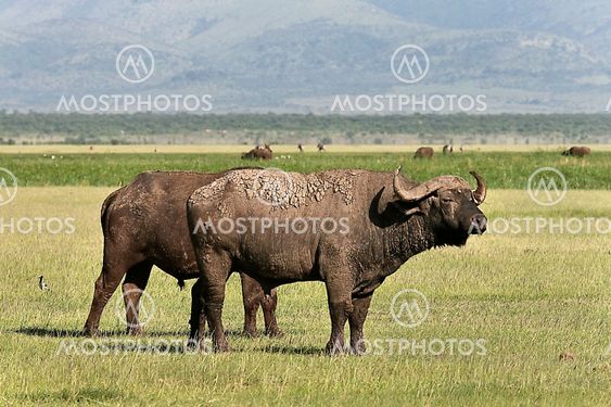 Buffalo (Syncerus caffer caffer)