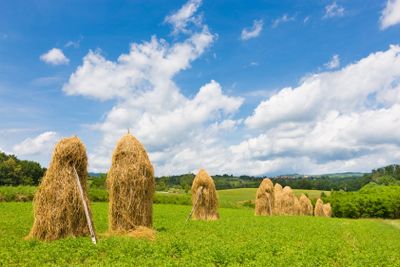 Traditional hay stacks on the field.