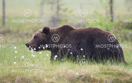 Brown bear, Ursus arctos