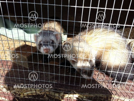 Polecats in hutch