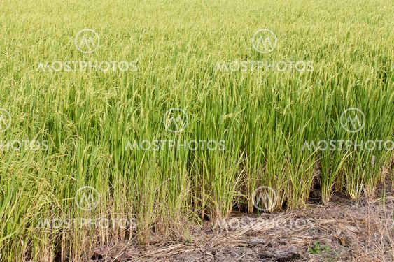 green paddy rice in field.