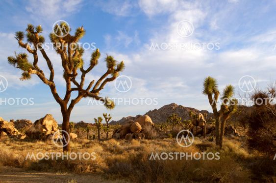 Joshua Trees Stand in the Mohave Desert with Mountains in the Background.