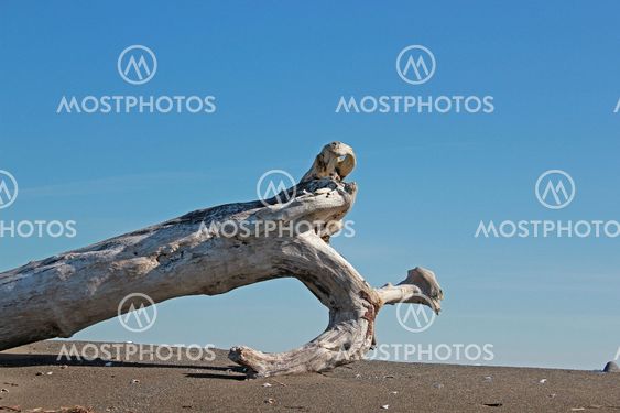 Driftwood sandy beach