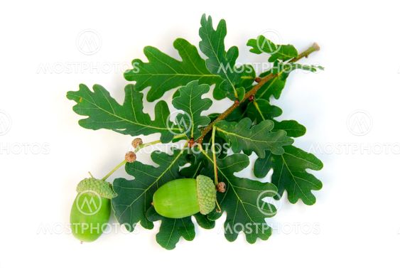 Acorns oak branch