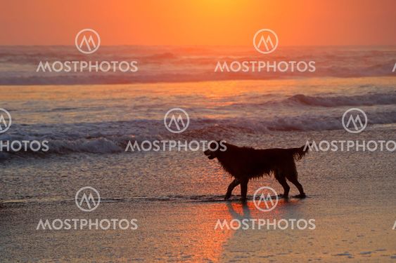 Dog on scenic beach at sunset