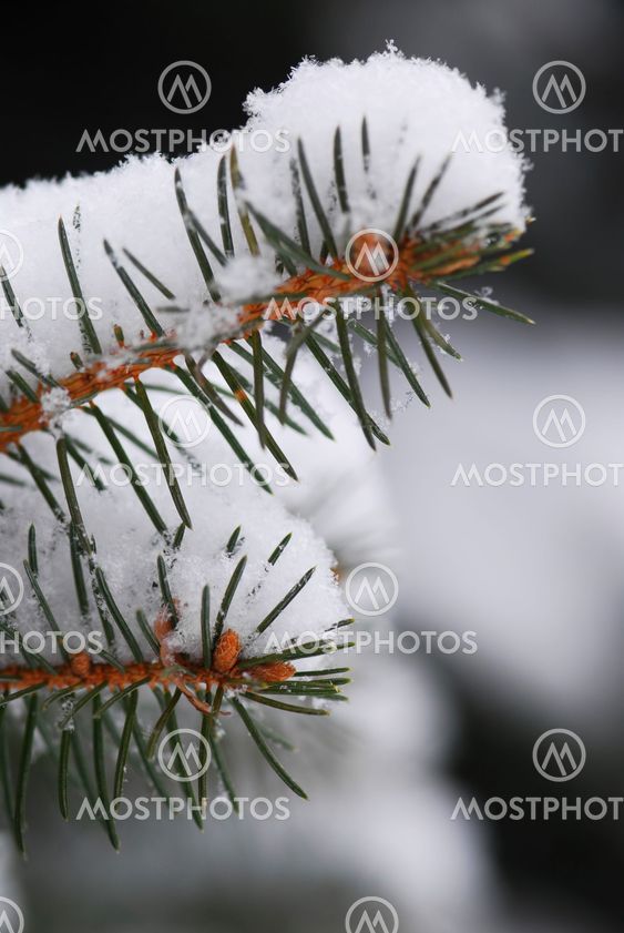 Snowy spruce branches