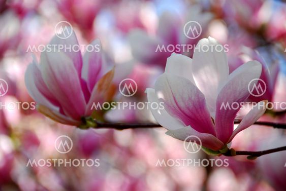 Magnolia blommor