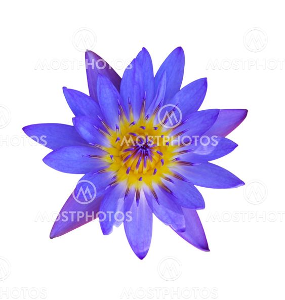 Purple lotus