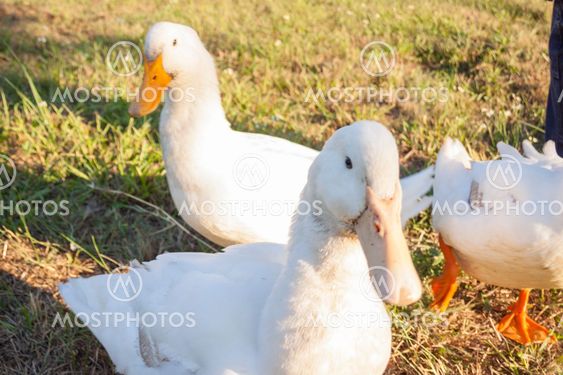 Three Ducks in a Field