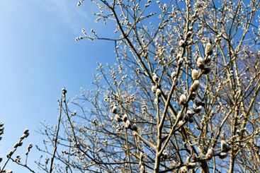 Pussy willow tree branches against a clear blue...