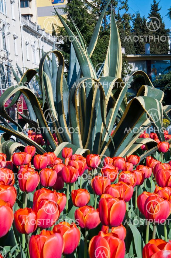 tulip in flower field