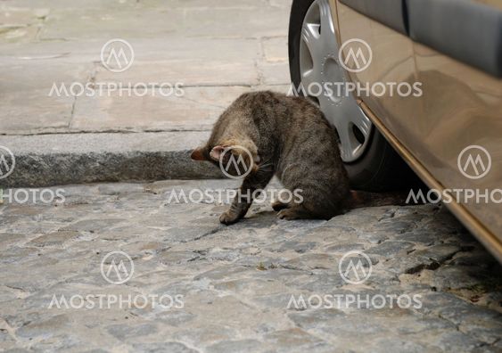 Little cat sitting on the street