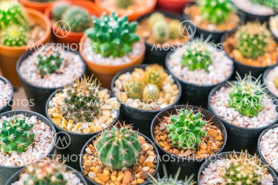 Beautiful small cactus field .