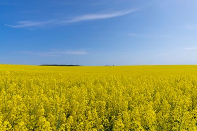 rapeseed blooming with yellow flowers in the spring season