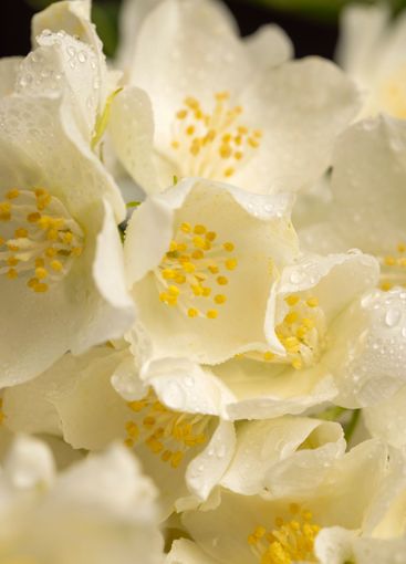 wet white jasmine flowers in the spring season