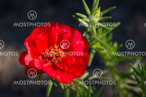 Punainen Bloom