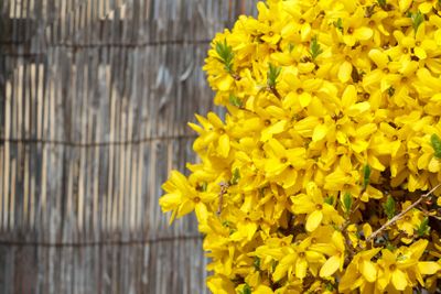 Forsythia