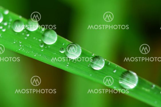 Raindrops on grass