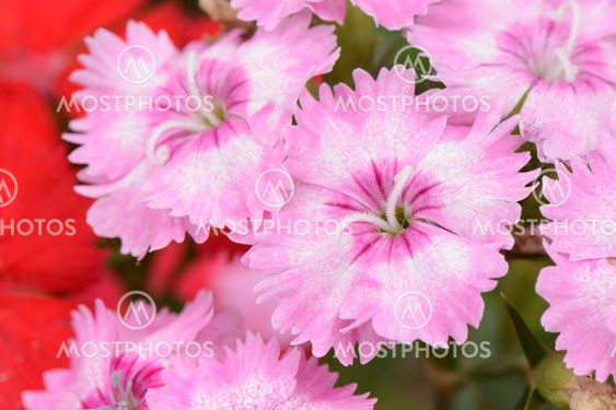 closeup of pink Dianthus barbatus flowers