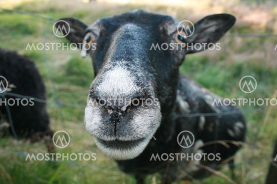 Sheep