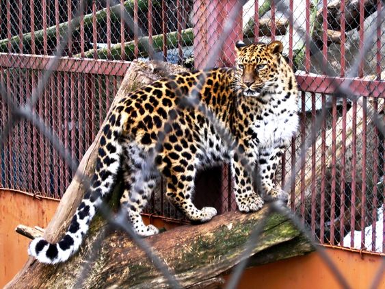 A jaguar is in a captivity