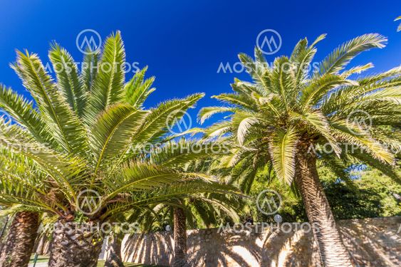 Two palm trees, against deep blue sky