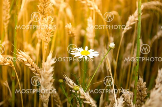 Daisy flower in a wheet field