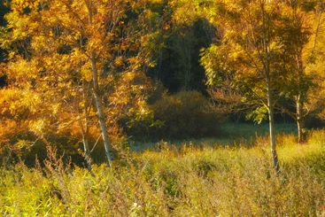 Woods, forest and yellow light in nature environment,...