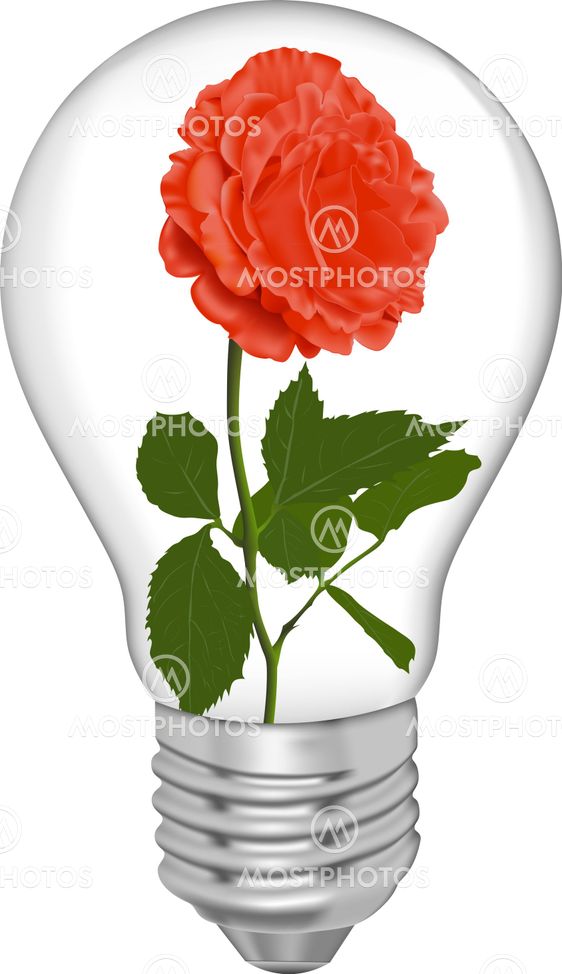 Red rose in a bulb