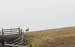 One sheep on the meadow by the fence in foggy morning
