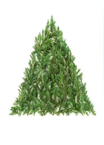 Juniper Fir Christmas Tree Eco Friendly Symbol