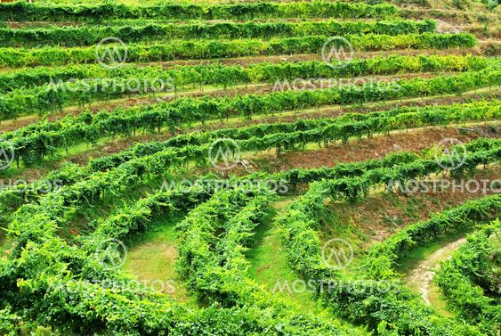 Vineyard of alvarino wine, Minho, Portugal.