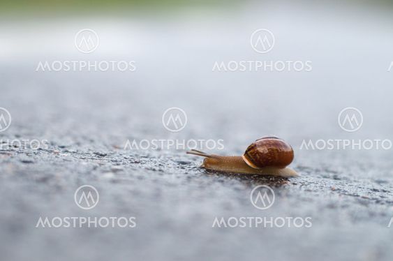 Closeup of snail crawling on wet surface