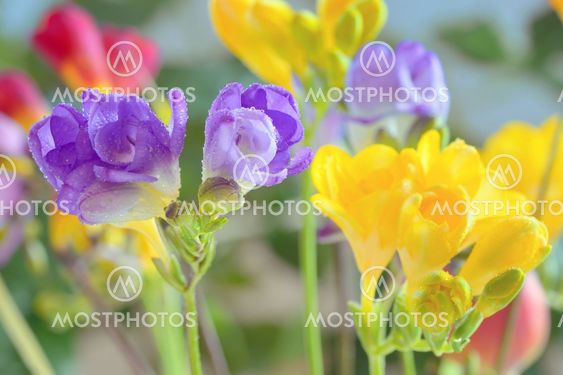 Bouquet of freesias flowers