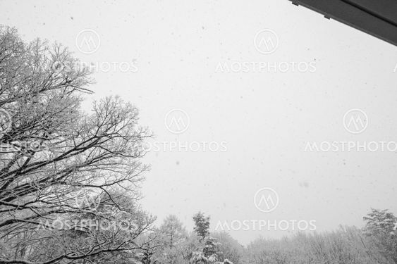 Snow covered winter trees with no leaves