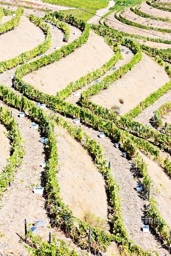vineyars in Douro Valley, Portugal