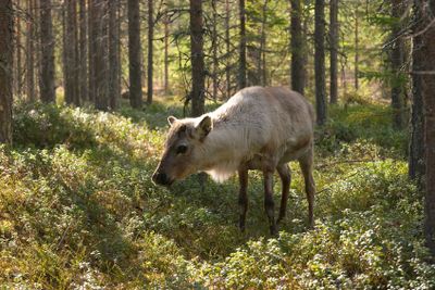 En ren i skogen