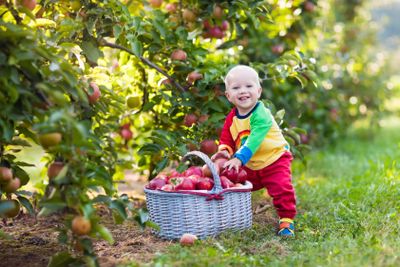 Baby boy picking apples in fruit garden