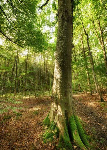 Woods, trees and growth in nature, outdoor and brown...