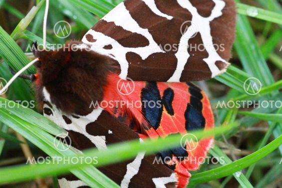 haven tiger moth