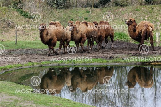 Group of Camels