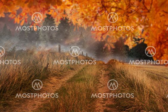 Composite image of autumn leaves