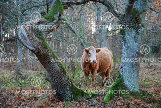 Brown cow framed by old tree trunks