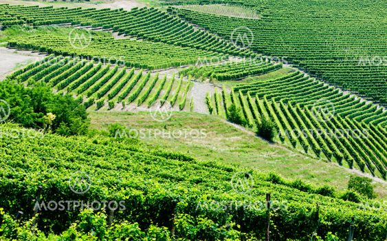 vineyars nær Barbaresco, Piemonte, Italien