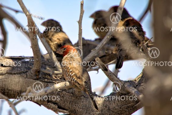 red head finch in etosha national park namibia