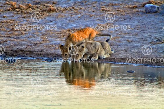 two lion cub drinking in a waterhole at etosha national park namibia